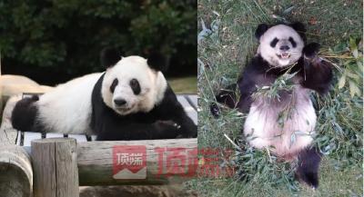 “乐乐”死因初步确定！中方已准备接返“丫丫”