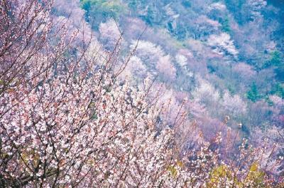 野樱漫山遍野 赤壁樱花节开幕