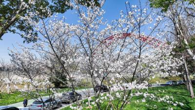 十年磨一剑 从一园独大到百园齐放 武汉100多个公园可赏樱花胜景