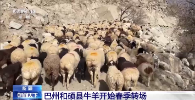 10万多头牛羊翻越天山，新疆巴州开启一年一度春季转场