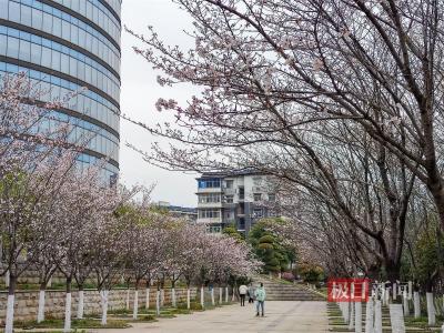 武汉最美樱花停车场花开了