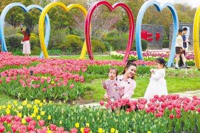 120万株郁金香盛开成“花海”