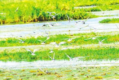 近4万只须浮鸥栖息老观湖湿地