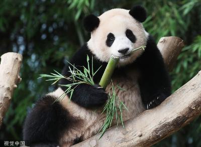 大熊猫“福宝”将返华，韩国熊猫热升温