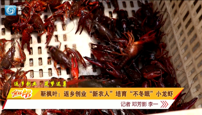 靳枫叶：返乡创业“新农人” 打造“不冬眠”的小龙虾
