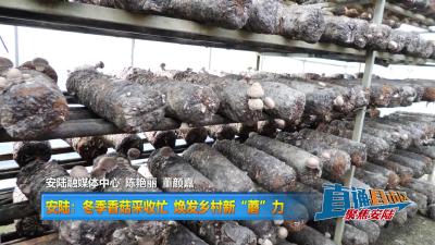 【直通县市区】安陆：冬季香菇采收忙 焕发乡村新“蘑”力