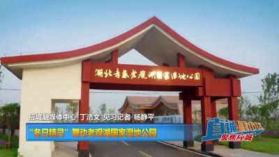 【直通县市区】“冬日精灵”舞动老观湖国家湿地公园
