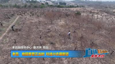 【直通县市区】孝昌：桃园春管正当时 科技兴农展新姿