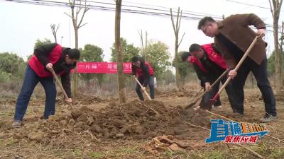 【直通县市区】应城：未来三年将建成293个“万树村 ”
