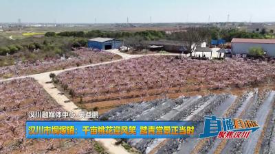 【直通县市区】汉川市垌塚镇：千亩桃花迎风笑 踏青赏景正当时