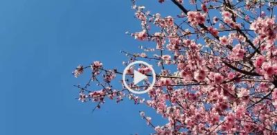 相约春天赏樱花 | 湖北老河口：樱花盛放 绘就烂漫春景