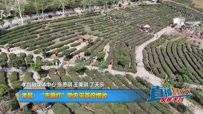 【直通县市区】孝昌：“志愿红”助农采茶促增收