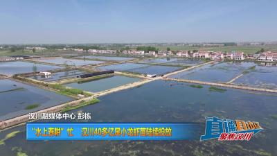 【直通县市区】“水上春耕”忙 汉川40多亿尾小龙虾苗陆续投放