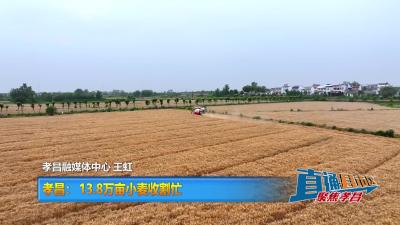 【直通县市区】孝昌： 13.8万亩小麦收割忙