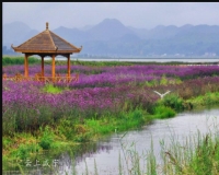 华中最长湿地花海在咸安开建