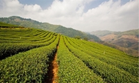 省现代农业产业技术体系茶叶减肥减药现场会在咸宁召开 推介咸宁经验