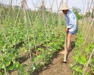 嘉鱼县引导广大菜农抢种速生蔬菜 减轻因灾损失