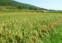 通城2万亩“再生稻”为千余农户“再增收”