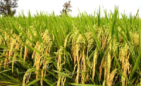 通城县再生稻种植喜获丰收 单季产量创新高
