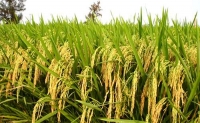 我市推广“再生稻”栽培技术 提高粮食生产效益