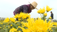 通城：贡菊成花中“致富君子”