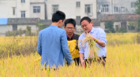 崇阳县“一种两收”再生稻试验示范获成功