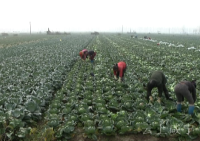 嘉鱼“两菜”成熟 销路俏价格好