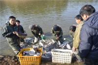 烹饪“崇阳味道” ——崇阳发展绿色水产扫描