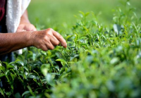 咸安将茶产业纳入精准扶贫 带动贫困户脱贫致富