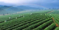 视频 | 咸宁：农业强农民富 现代农业加速跑  