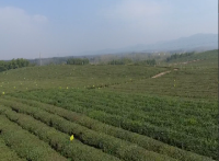 赤壁茶产业“苦练内功”增实力