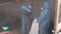 通城县一批肉鸡检出H7N9病毒 已无害化处理