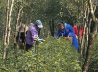 咸宁春茶开采  预计实现产值6亿元