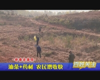 新春走基层     油茶+药材  农民增收快