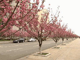 嘉鱼：樱花扮靓城市