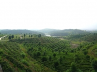 咸宁茶产业发展潜力巨大 综合产值已超60亿