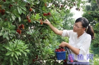 杨梅熟了！嘉鱼的乡村旅游又火啦