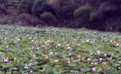 云上咸宁——通山茅田村：山上摘水果 田里赏荷花 观光旅游助脱贫