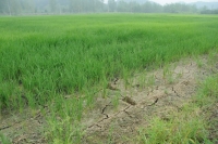 咸安：资金千万 干群上万 13万亩稻田“解了渴”