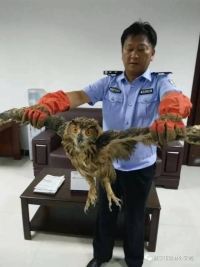 猫头鹰“搭上”客车 被赤壁森林公安救了