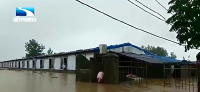 视频 | 猝不及防！咸安铁铺村一养猪场因洪水损失惨重