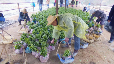 云上咸宁——春雨润物 山歌鼓劲 白茶基地种茶忙
