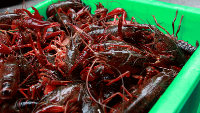 吃货福利！在咱通山也能吃到正宗“潜江龙虾”