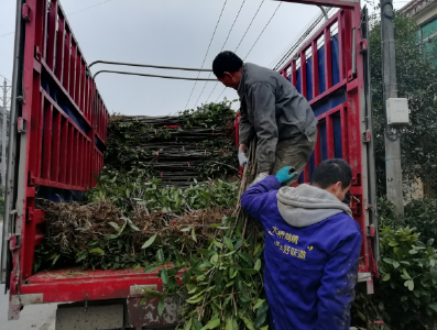 ​咸安桂苗俏销全国
