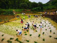 这个六一不一样，快到田里来