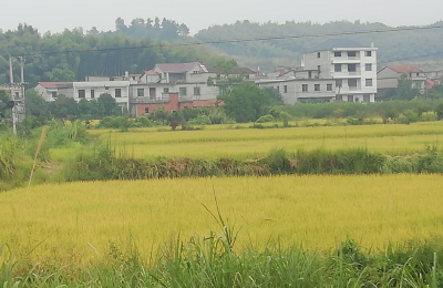 横沟桥镇鹿过村：青山绿水谋振兴