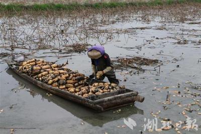 深加工 让嘉鱼县莲藕销路越走越宽 