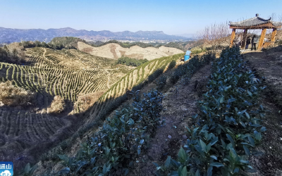 云上咸宁——走向我们的小康生活㊽深山种茶 带富一方群众