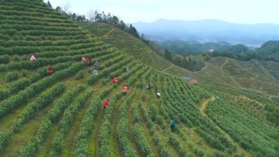 云上咸宁——茶香满山坡 通山用茶产业+旅游助力乡村振兴