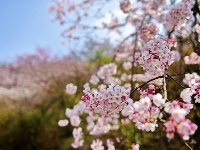 组图 | 四面山樱花烂漫